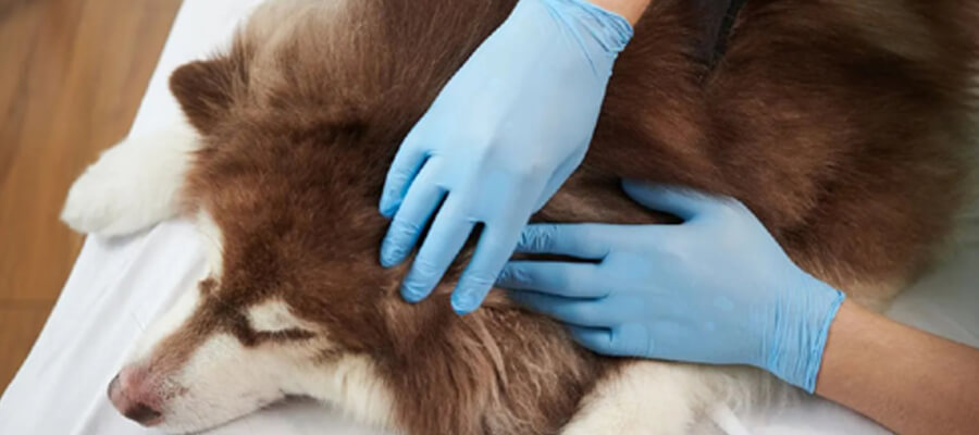 Flea and Tick Prevention: What Every Dog Owner Should Know